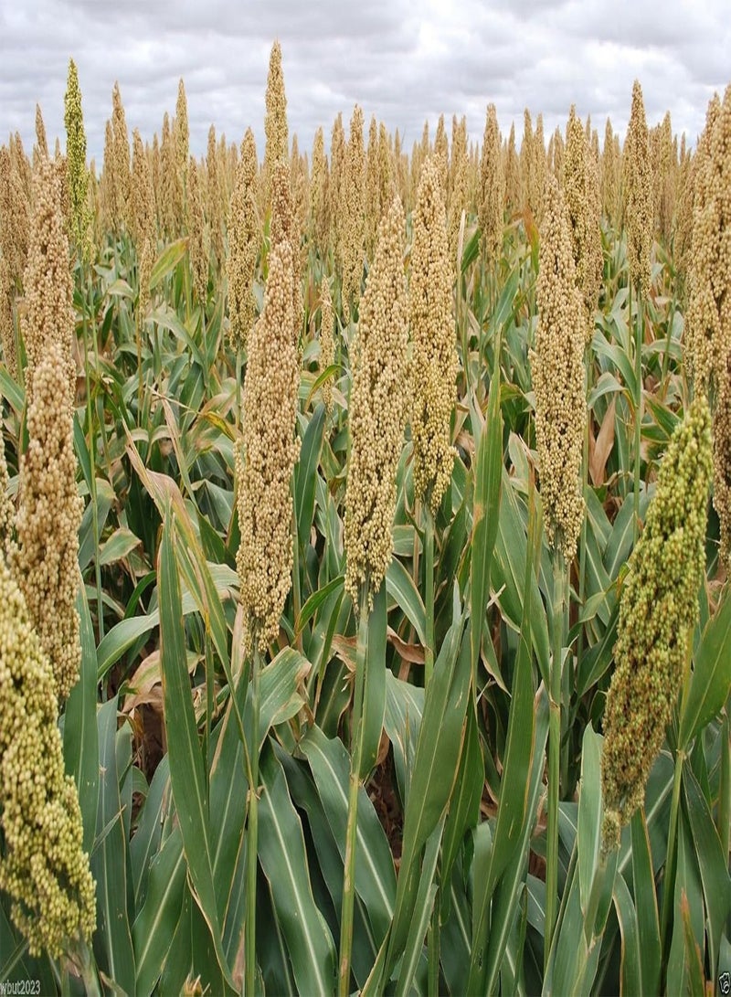 GGOOT WHITE POPPING  SEED,Grain, floral arrangements (dried or fresh flower)(300 Seeds) - Image 1