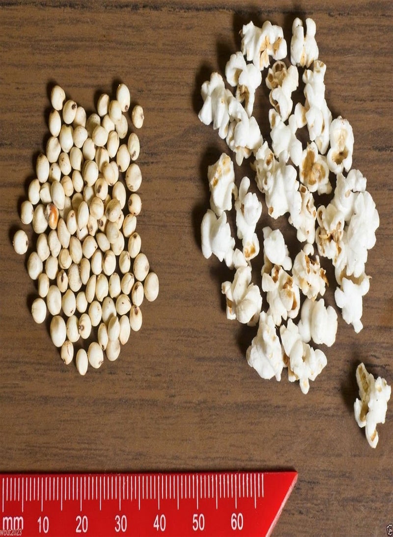 GGOOT WHITE POPPING  SEED,Grain, floral arrangements (dried or fresh flower)(300 Seeds) - Image 4