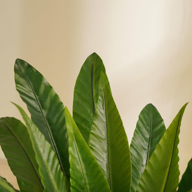 PURE HOME + LIVING سرخس بوسطن المزروع من بيور هوم ولينغ - Image 4