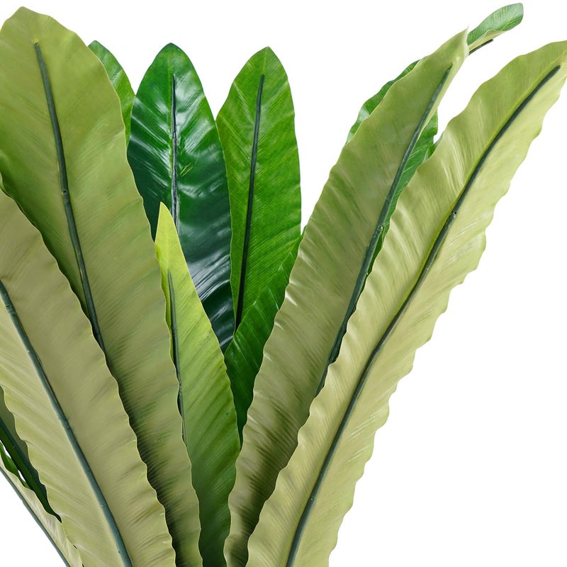 PURE HOME + LIVING سرخس بوسطن المزروع من بيور هوم ولينغ - Image 5