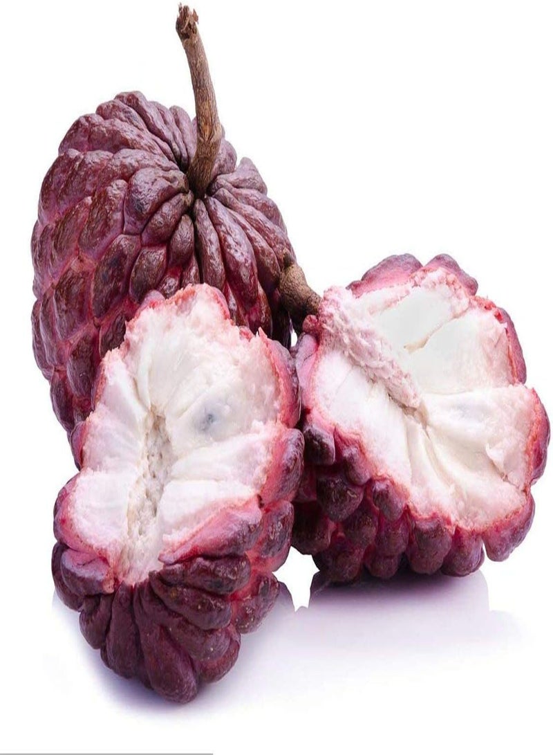 GGOOT 20Stück Annona Samen Zuckerapfel Fruchtsamen Soursop Einfach zu kultivieren Zuckerapfel der im Garten mit Kindern gepflanzt Wird fügt fröhliche Atmosphäre hinzu - Image 2