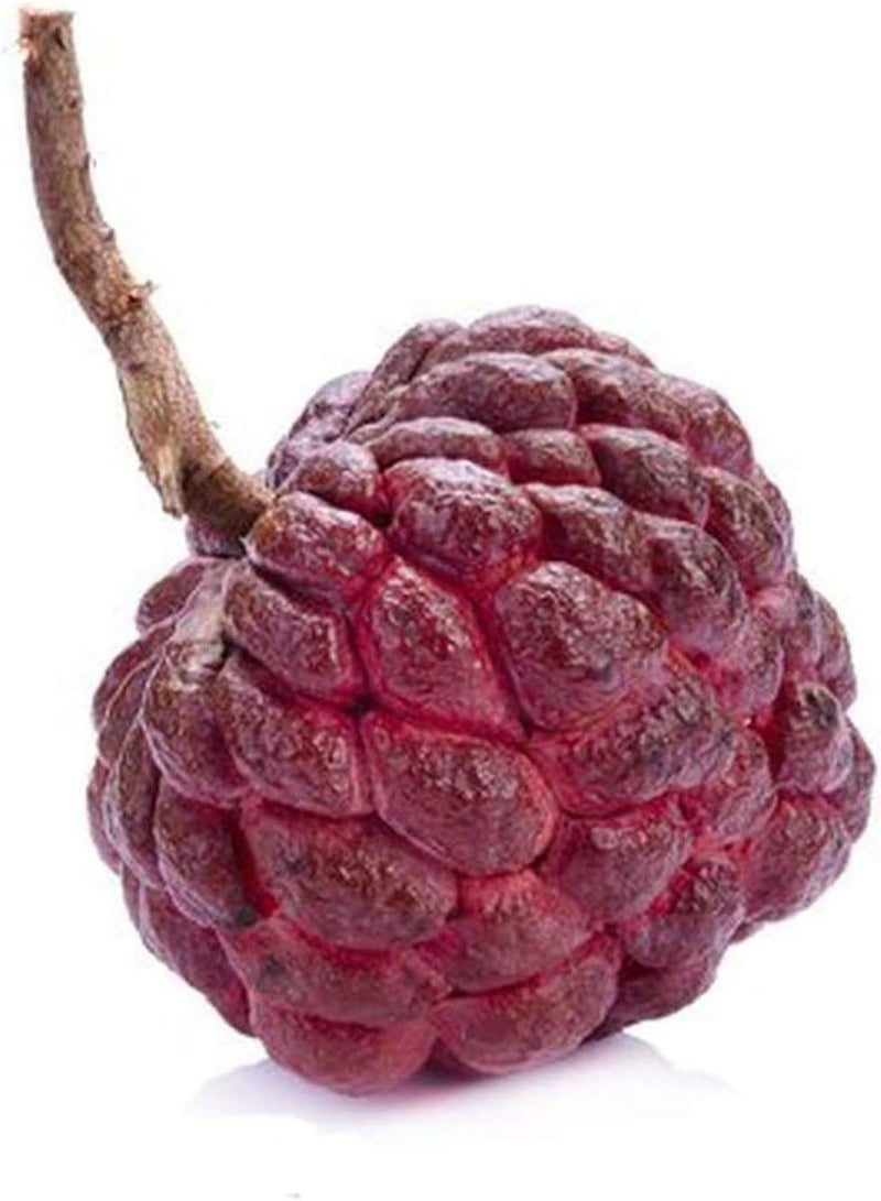 GGOOT 20Stück Annona Samen Zuckerapfel Fruchtsamen Soursop Einfach zu kultivieren Zuckerapfel der im Garten mit Kindern gepflanzt Wird fügt fröhliche Atmosphäre hinzu - Image 1