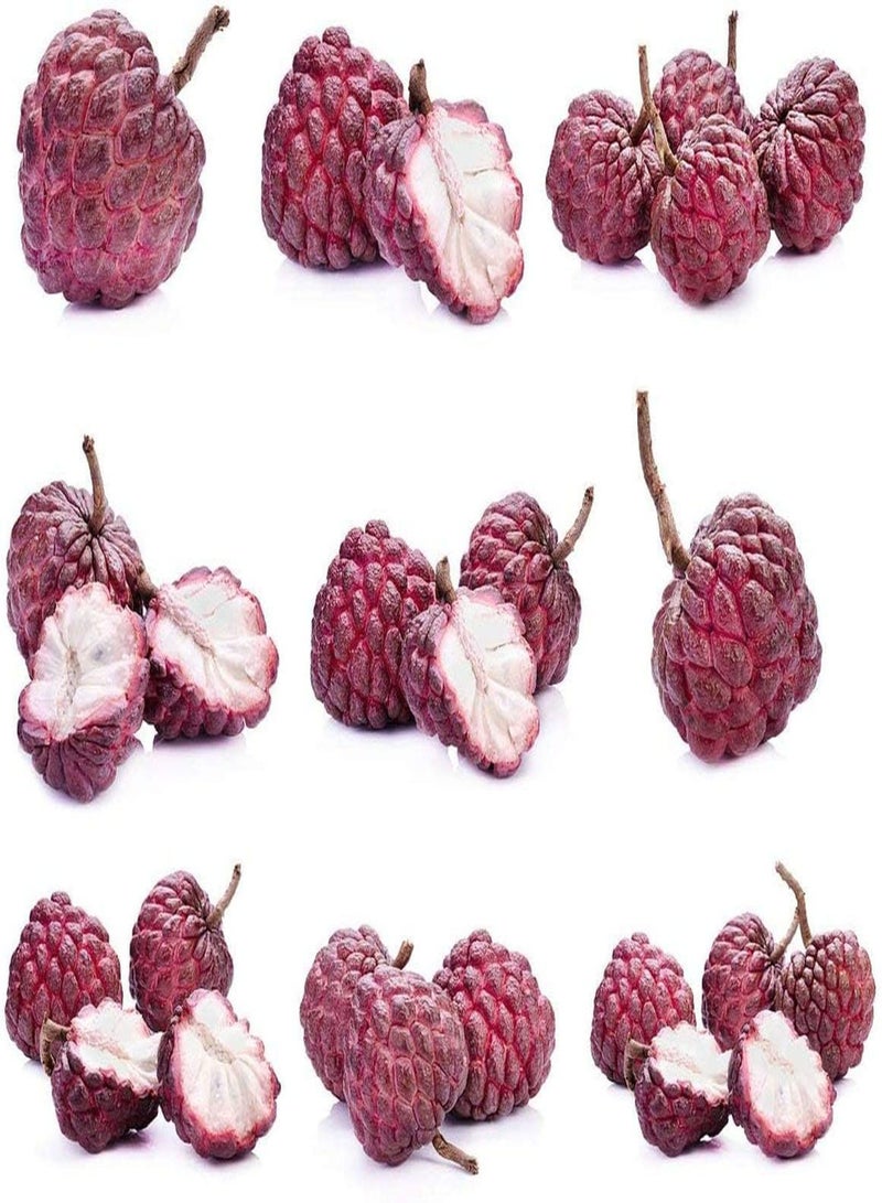 GGOOT 20Stück Annona Samen Zuckerapfel Fruchtsamen Soursop Einfach zu kultivieren Zuckerapfel der im Garten mit Kindern gepflanzt Wird fügt fröhliche Atmosphäre hinzu - Image 3