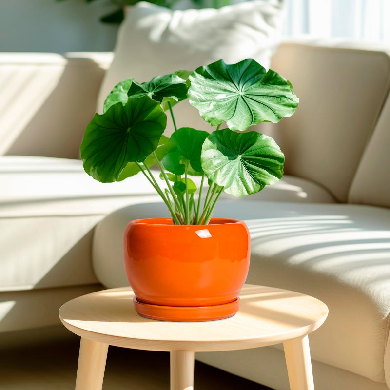 SQOWL Ceramic Pot for Plants - 8 Inch Plant Pot Indoor Outdoor, Modern Round Planter with Drainage Hole and Saucer, Decorative Planter for Flower, Office Decor, Garden Gifts for Women, Orange - Image 2