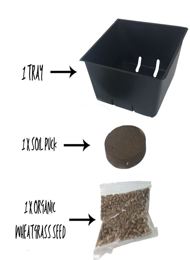 Handy Pantry Organic Cat Grass Kit - Includes 1 Tray, 1 Soil Puck, and Non GMO Wheatgrass Seed - A Healthy Treat for Cats, Dogs, Rabbits, and More - Image 4