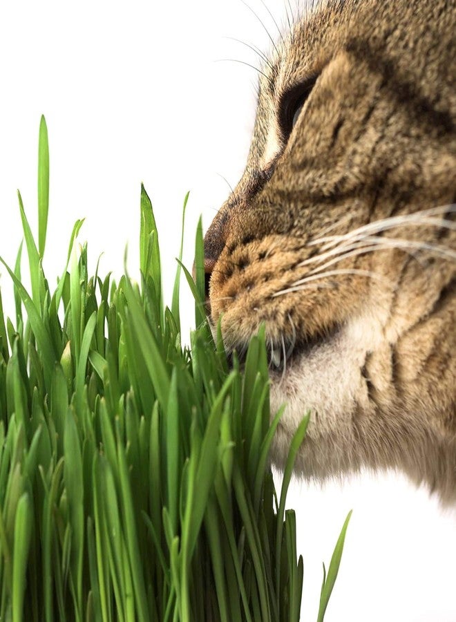 Handy Pantry Organic Cat Grass Kit - Includes 1 Tray, 1 Soil Puck, and Non GMO Wheatgrass Seed - A Healthy Treat for Cats, Dogs, Rabbits, and More - Image 5