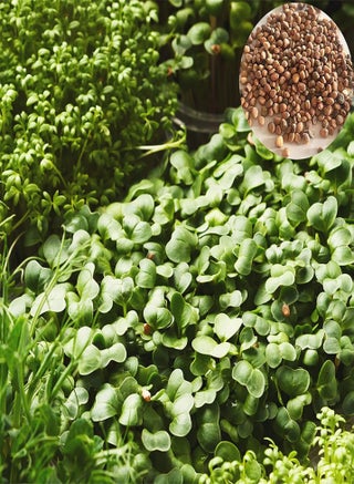 200Pcs/Bag Watercress Seeds Nutritious Rich Vitamins Green Potted Planting Vegetable Seeds for Agricultures - Flower Seeds Vegetable Seeds Fruit Seeds Garden Plant Seeds for Planting - pzsku/Z78E27DCAB993A69F7C82Z/45/_/1733902802/3d6accd3-0ef8-459f-bbf5-c394449b7a15