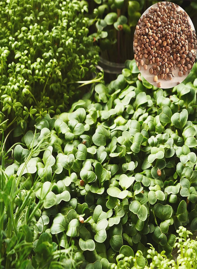 200Pcs/Bag Watercress Seeds Nutritious Rich Vitamins Green Potted Planting Vegetable Seeds for Agricultures - Flower Seeds Vegetable Seeds Fruit Seeds Garden Plant Seeds for Planting