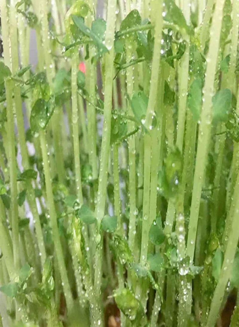 200Pcs/Bag Watercress Seeds Nutritious Rich Vitamins Green Potted Planting Vegetable Seeds for Agricultures - Flower Seeds Vegetable Seeds Fruit Seeds Garden Plant Seeds for Planting