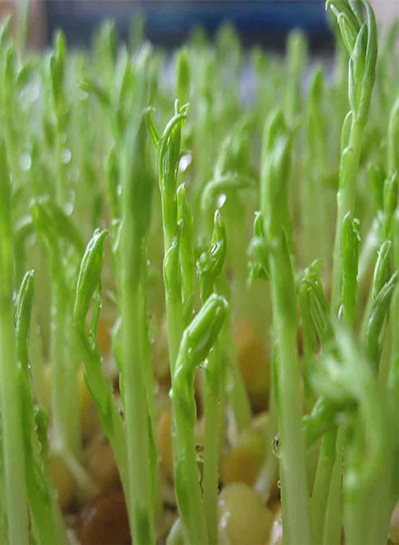 200Pcs/Bag Watercress Seeds Nutritious Rich Vitamins Green Potted Planting Vegetable Seeds for Agricultures - Flower Seeds Vegetable Seeds Fruit Seeds Garden Plant Seeds for Planting