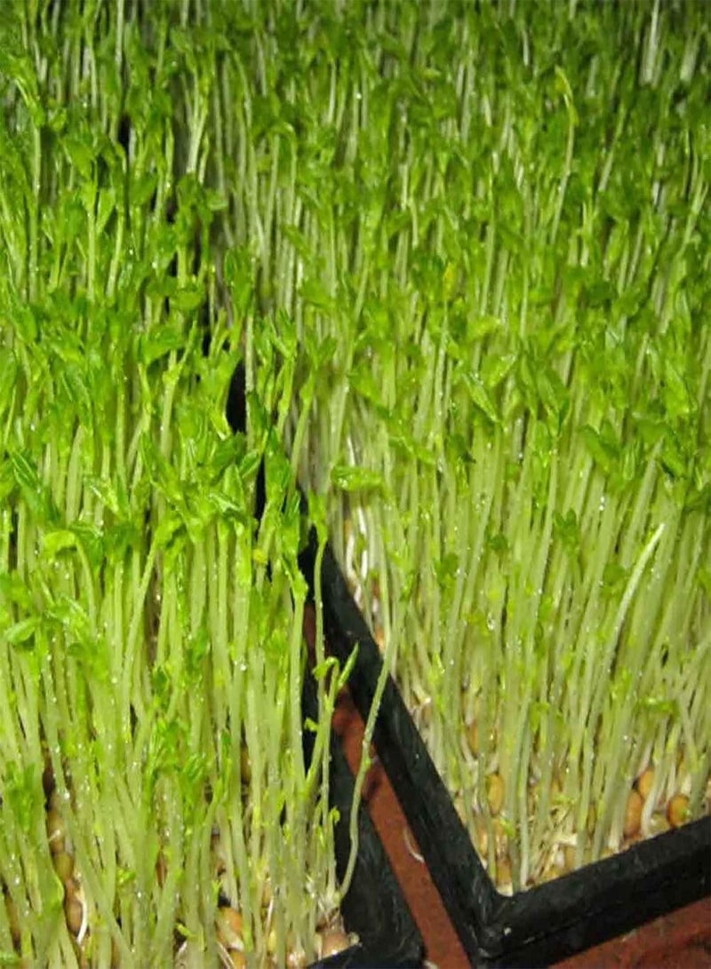 200Pcs/Bag Watercress Seeds Nutritious Rich Vitamins Green Potted Planting Vegetable Seeds for Agricultures - Flower Seeds Vegetable Seeds Fruit Seeds Garden Plant Seeds for Planting