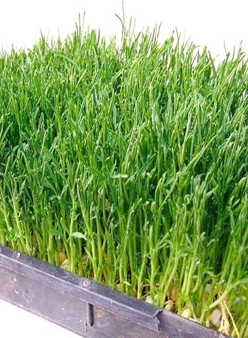 200Pcs/Bag Watercress Seeds Nutritious Rich Vitamins Green Potted Planting Vegetable Seeds for Agricultures - Flower Seeds Vegetable Seeds Fruit Seeds Garden Plant Seeds for Planting