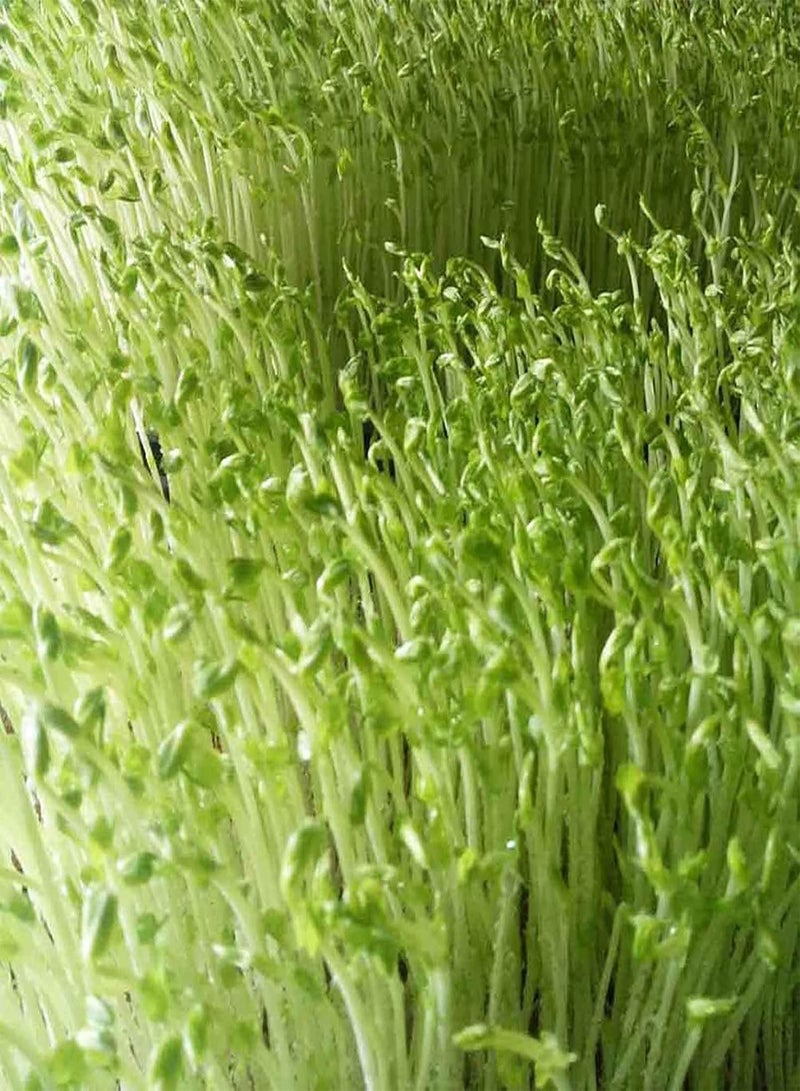 200Pcs/Bag Watercress Seeds Nutritious Rich Vitamins Green Potted Planting Vegetable Seeds for Agricultures - Flower Seeds Vegetable Seeds Fruit Seeds Garden Plant Seeds for Planting