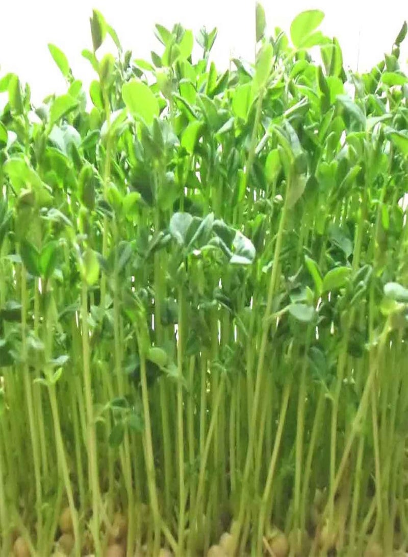 200Pcs/Bag Watercress Seeds Nutritious Rich Vitamins Green Potted Planting Vegetable Seeds for Agricultures - Flower Seeds Vegetable Seeds Fruit Seeds Garden Plant Seeds for Planting