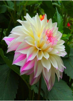 Dahlia Seeds/Perennial Plants/Extraordinary Flowers/Can be Planted All Year Round/Long Flowering period-90 PCS,c