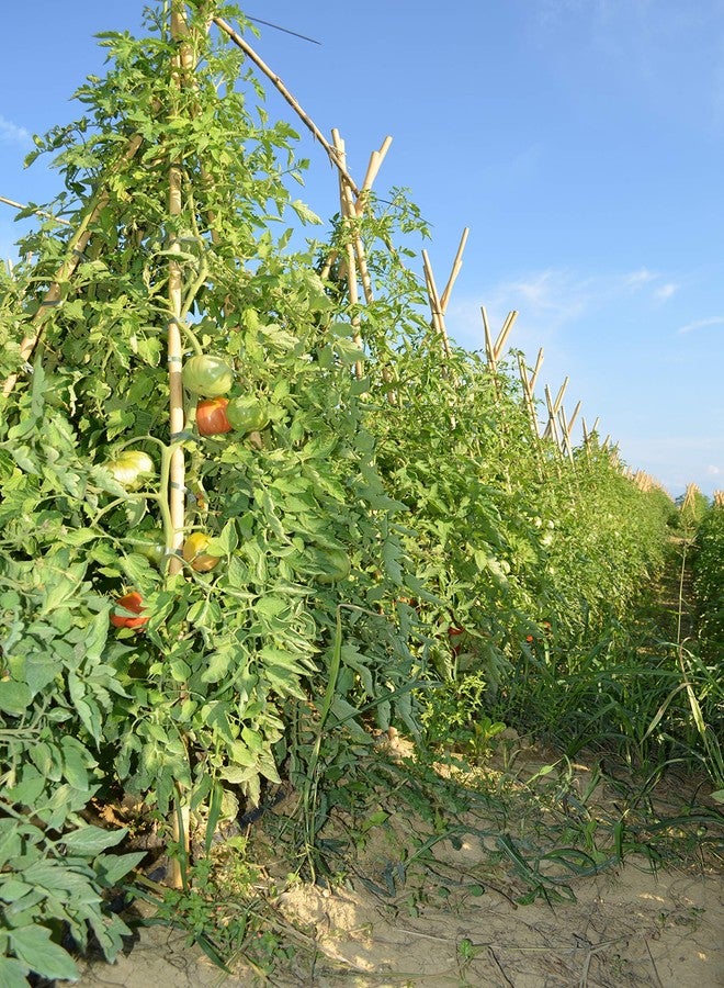 Mantova Artisanal Organic Italian Variety Pasta Sauce, Basil, Truffle, Vodka, Marinara, 4 Count - Image 2