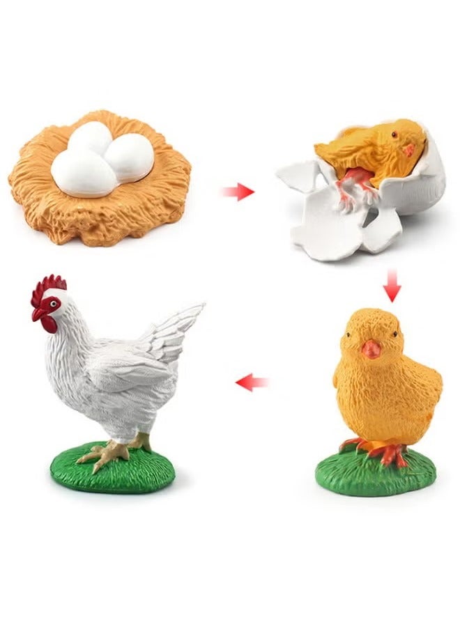 4-Piece Hen Growth Cycle Model Figure, Realistic Animal Figurines, Animal Growth Cycle Biological Model, Lifelike Rooster Life Cycle Model Set for Kids Education, Learning Gifts, Party Favors  - Image 1