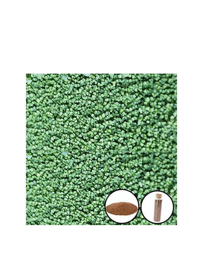 Aquarium Seeds Double Leaf Grass Small 15ml