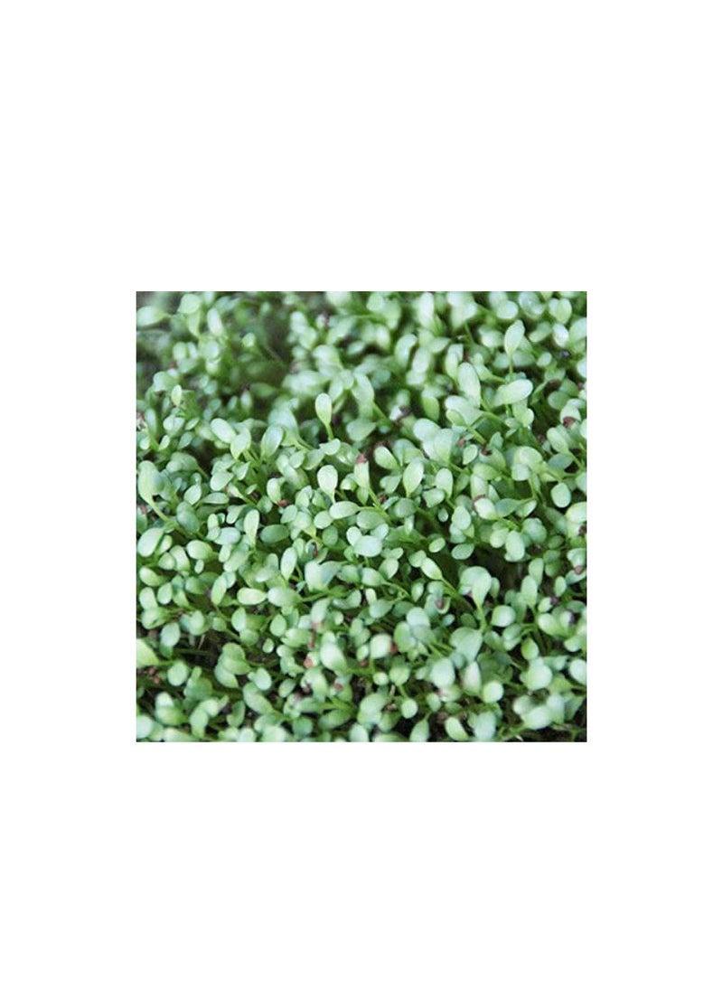 Aquarium Seeds Double Leaf Grass Small 15ml