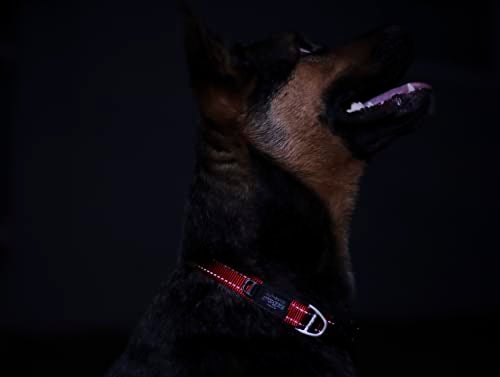 Rogz Reflective Dog Collar for Large Dogs, Adjustable from 13-22 inches, Yellow - Image 5