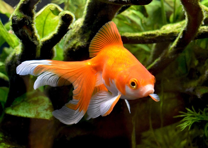 Seachem AmGuard 500ml - Image 3