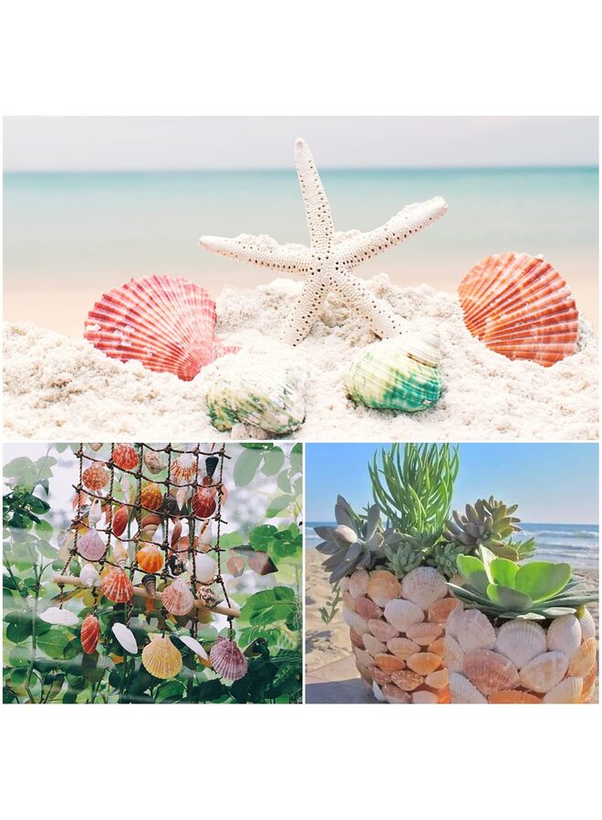 50 قطعة من صدفات البحر الطبيعية من Sea Beach لتزيين الحرف اليدوية لحفلات الزفاف ذات الطابع الشاطئي وديكورات المنزل وحوض السمك - Image 4