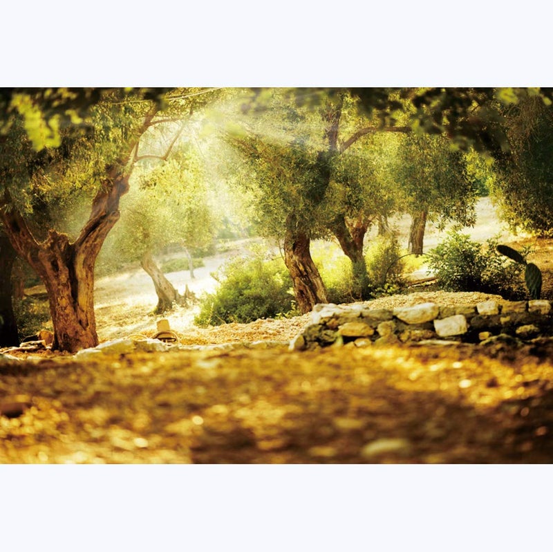 Leyiyi 10x7ft Natural Scenery Backdrop Olive Trees Sunshine Wonderland Dreamy Haze Blurred Background Stone Natural Forest Landscape Video Photo Studio Prop - Image 1