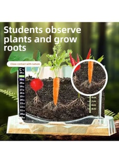 Elementary School Science Class DIY Experiment Set Kidsren's Plant Planting Observation Box Vegetable And Fruit Rhizome Growth-Specification:A+b Package Seeds (e-commerce Box)