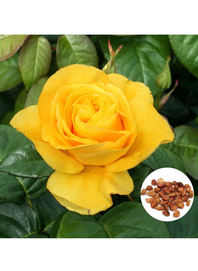 ڤسيل24 بذور الورد الأصفر الفاخرة من جولدن إليجانس لحديقة مشعة، 3 عبوات - Image 1