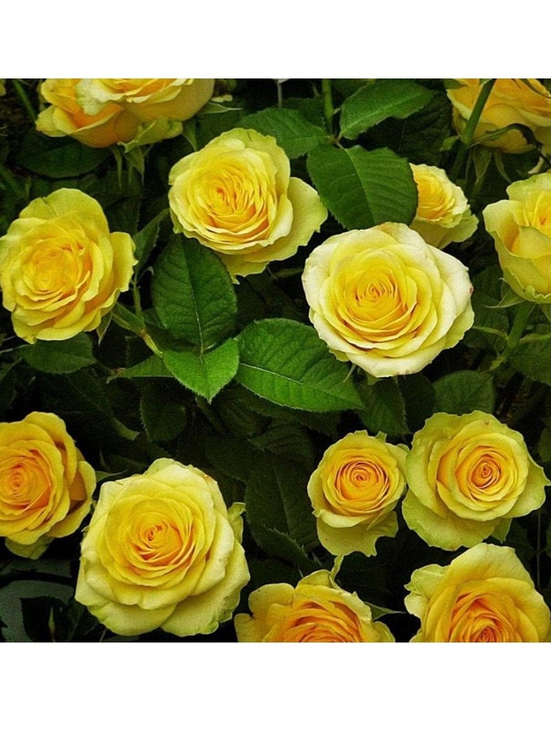 ڤسيل24 بذور الورد الأصفر الفاخرة من جولدن إليجانس لحديقة مشعة، 3 عبوات - Image 2