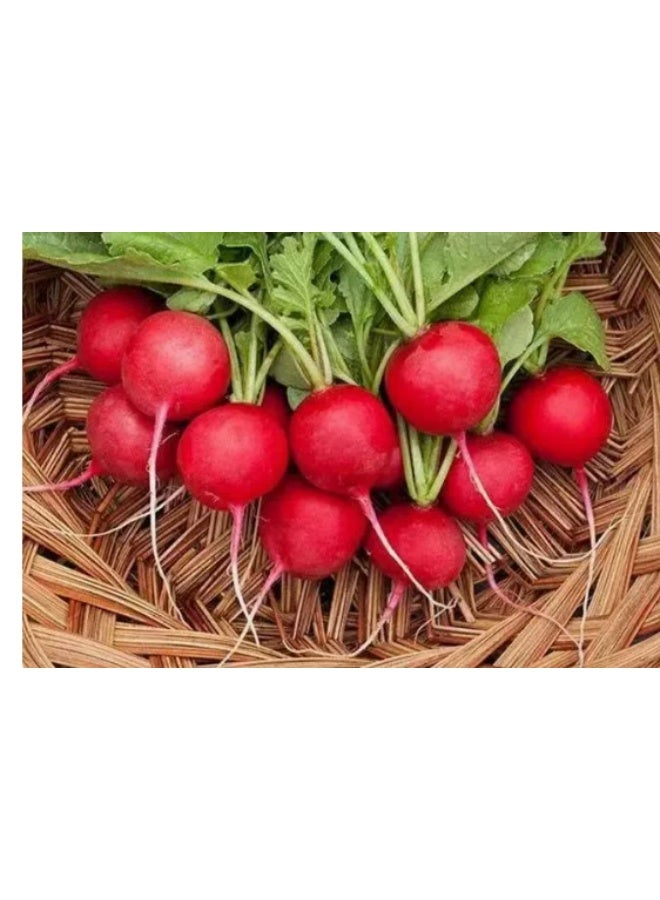 10g Cherry Radish Seeds, Suitable for Home Balcony Garden Planting - Image 2