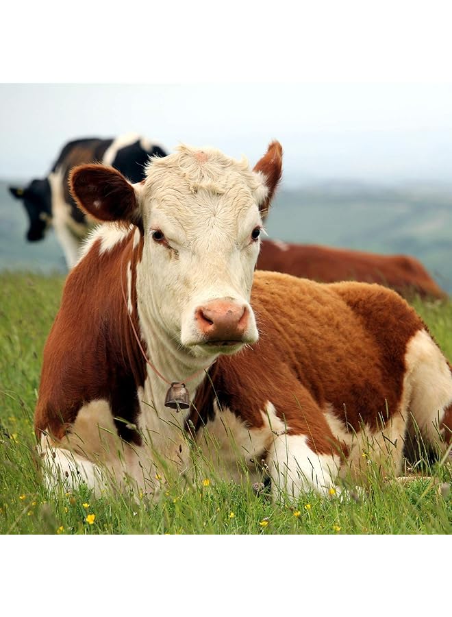 erorex Cow Horse Sheep Grazing Copper Bells Small Brass Bells Cattle Goat Farm Loud Bronze Bell Long Distance Horse Sheep Iron Bells For Decoration 2 Colors 6 Pieces - Image 5