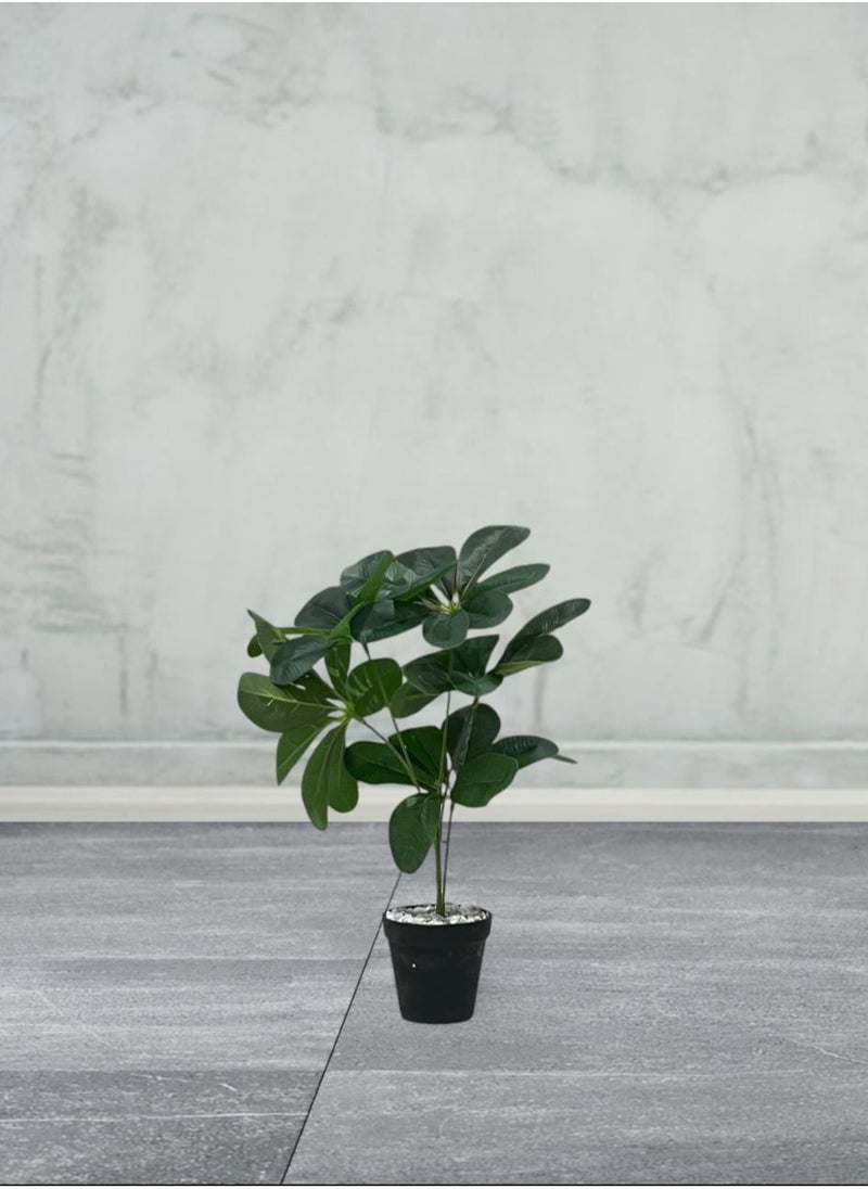 AL KHALDIYA Vegetable seedling 20 cm with black pot  - Image 1