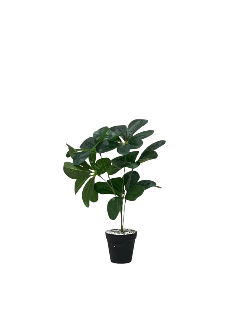 AL KHALDIYA Vegetable seedling 20 cm with black pot  - Image 2