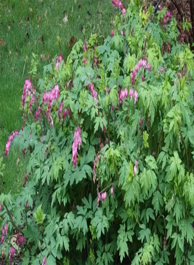 GGOOT Bleeding Heat Plant Dicentra Spectabilis 10+ Seeds - Image 4