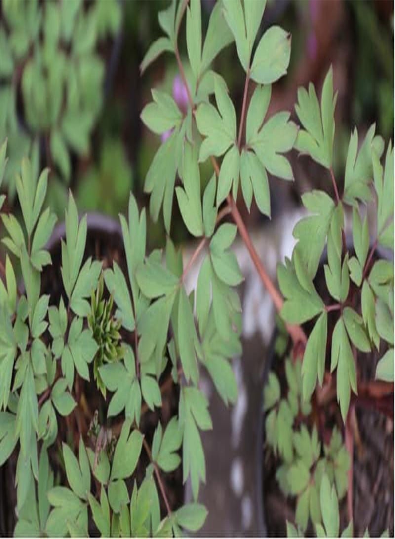 GGOOT Bleeding Heat Plant Dicentra Spectabilis 10+ Seeds - Image 3