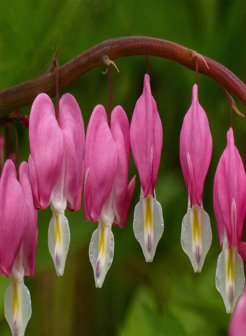 GGOOT Bleeding Heat Plant Dicentra Spectabilis 10+ Seeds - Image 2