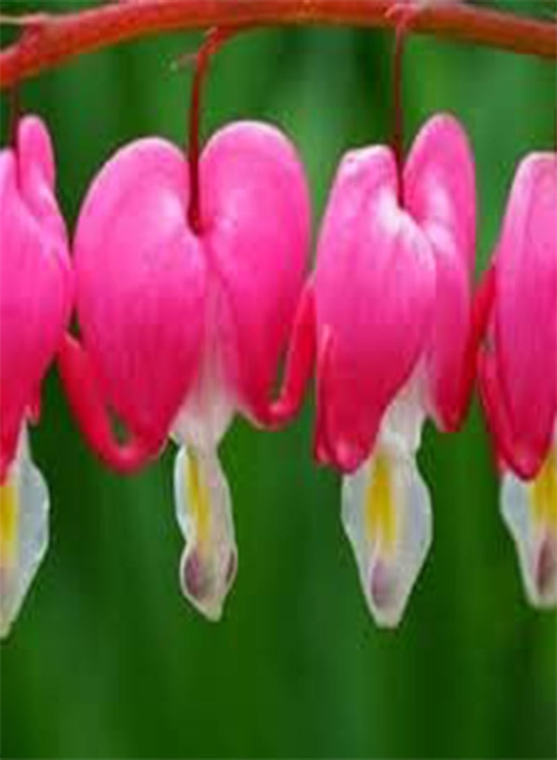 GGOOT Bleeding Heat Plant Dicentra Spectabilis 10+ Seeds - Image 5