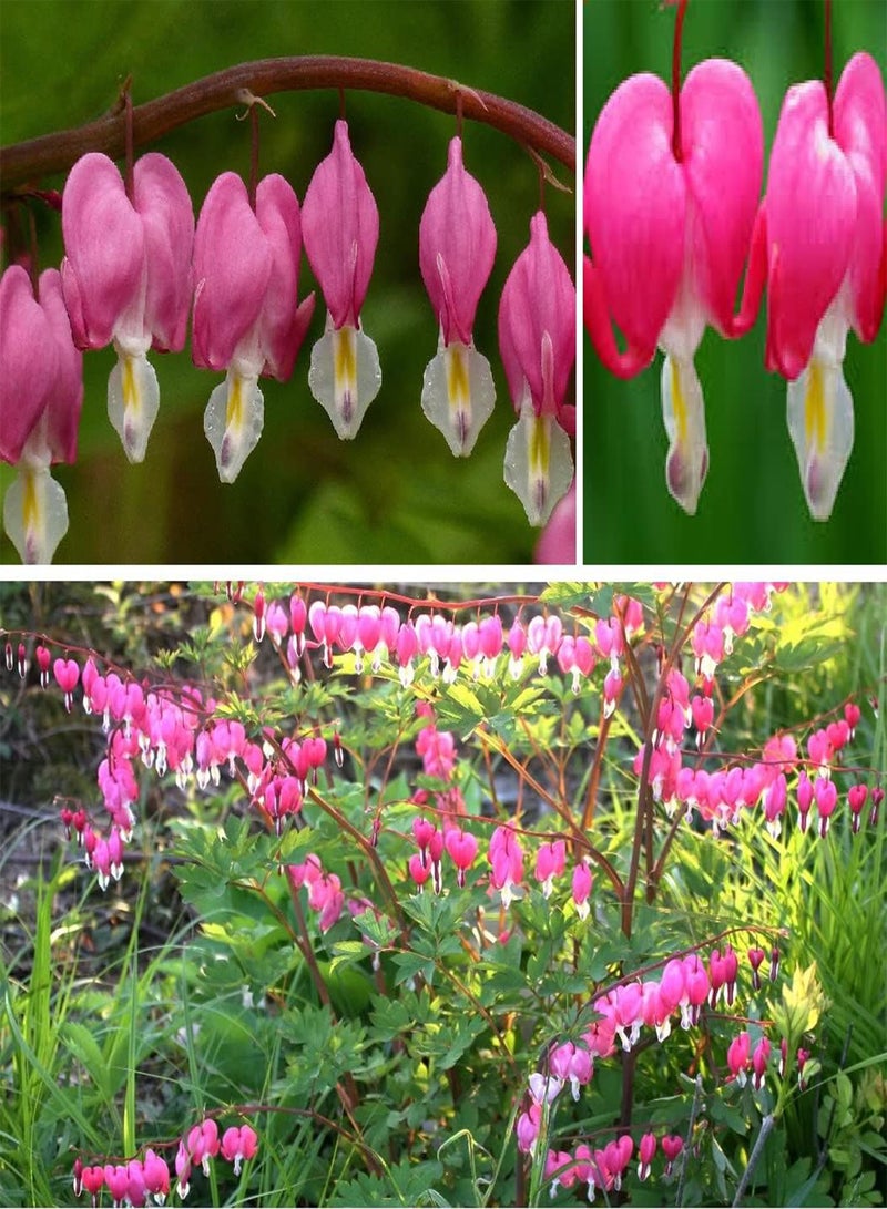 GGOOT Bleeding Heat Plant Dicentra Spectabilis 10+ Seeds - Image 1