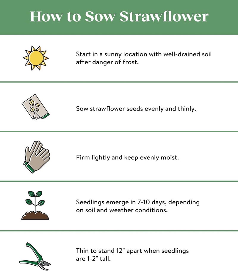 Burpee Tall Mixed Colors Strawflower Seeds 750 seeds - Image 3