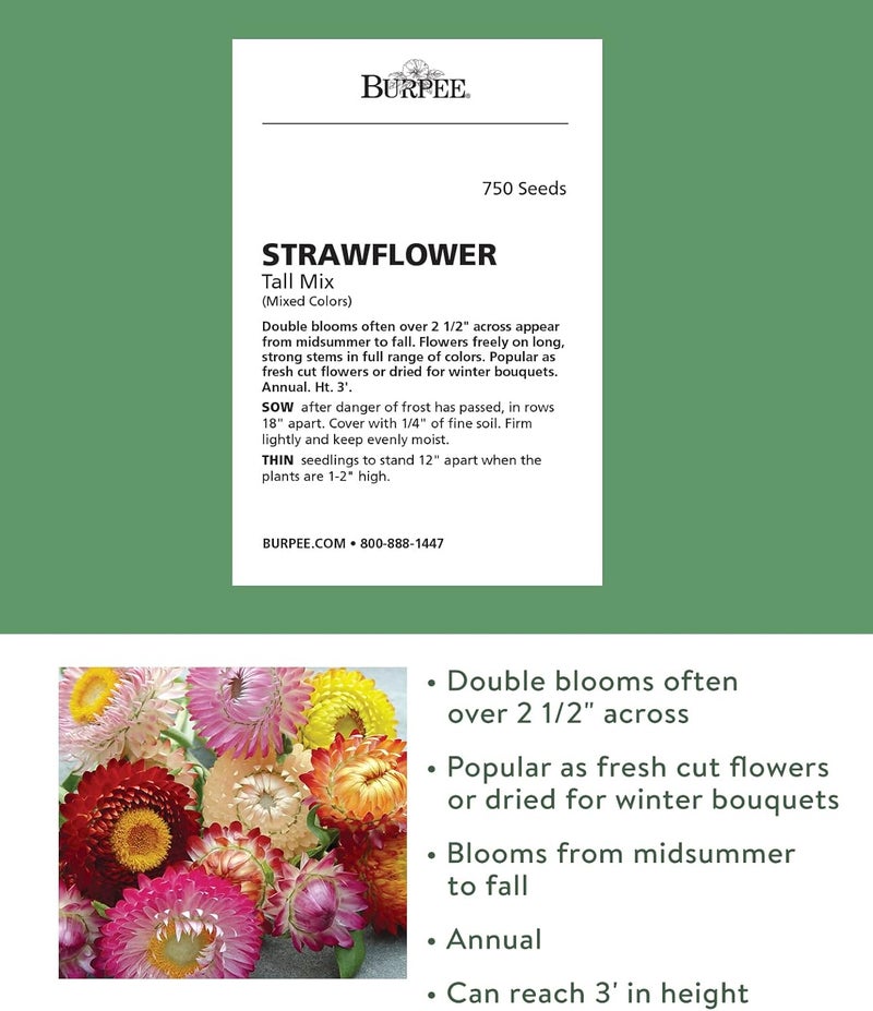 Burpee Tall Mixed Colors Strawflower Seeds 750 seeds - Image 2