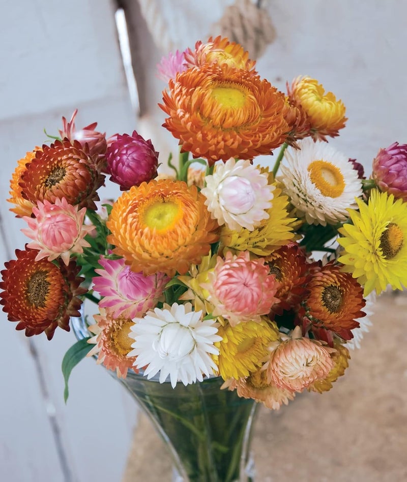 Burpee Tall Mixed Colors Strawflower Seeds 750 seeds - Image 4