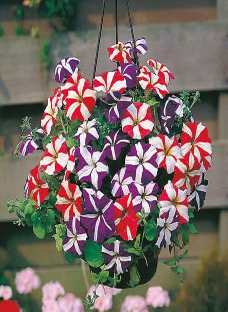 GGOOT 200 Seeds of Petunia Compacta Stars Mixed Bedding / Patio Plant / Basket