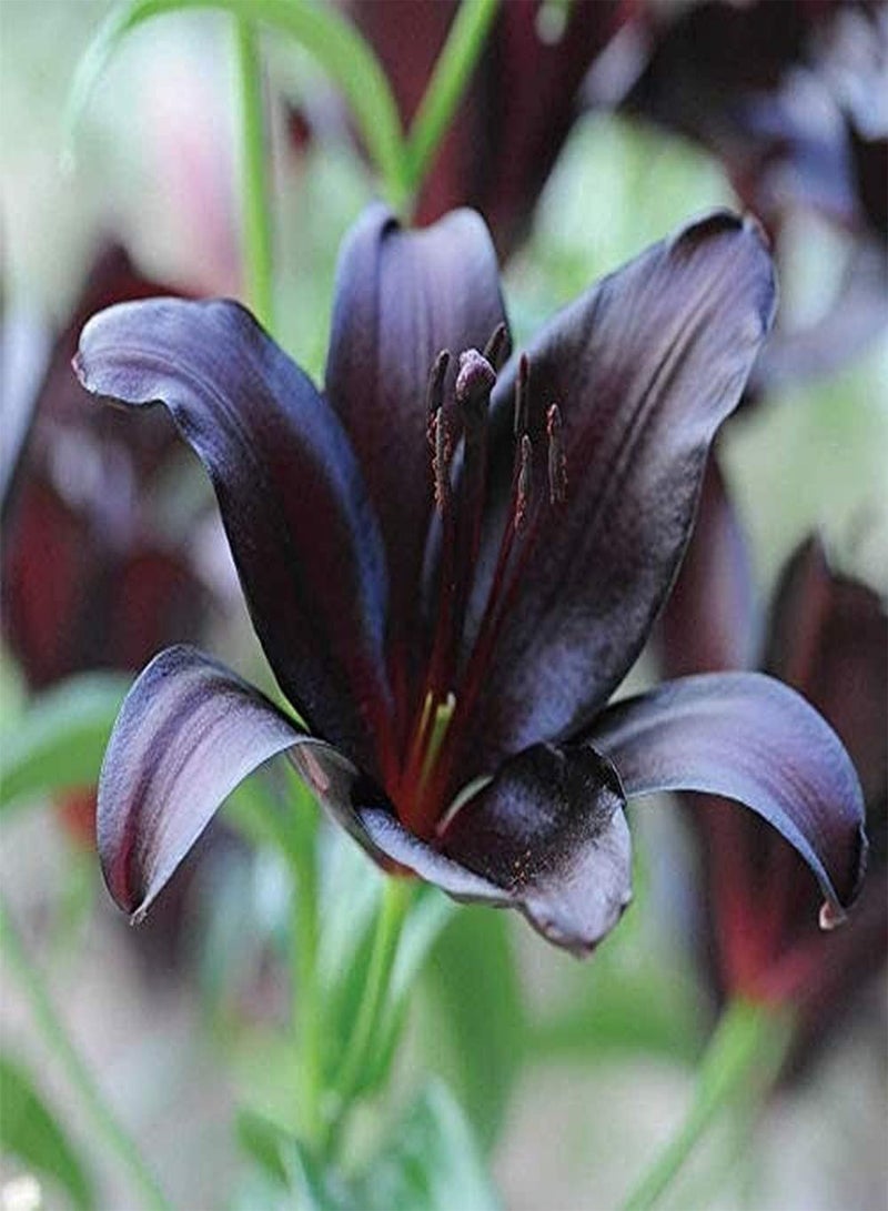 GGOOT 3pcs Lily seeds for Home Outdoor Planting Wine Red Lily Elegant Beautiful Fragrance Pleasant Easy to Care Entry-Level Variety Garden Flowers - Image 1