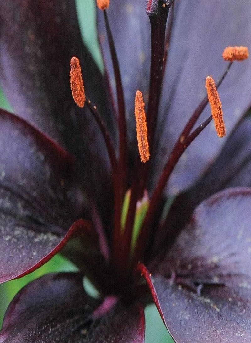GGOOT 3pcs Lily seeds for Home Outdoor Planting Wine Red Lily Elegant Beautiful Fragrance Pleasant Easy to Care Entry-Level Variety Garden Flowers - Image 3