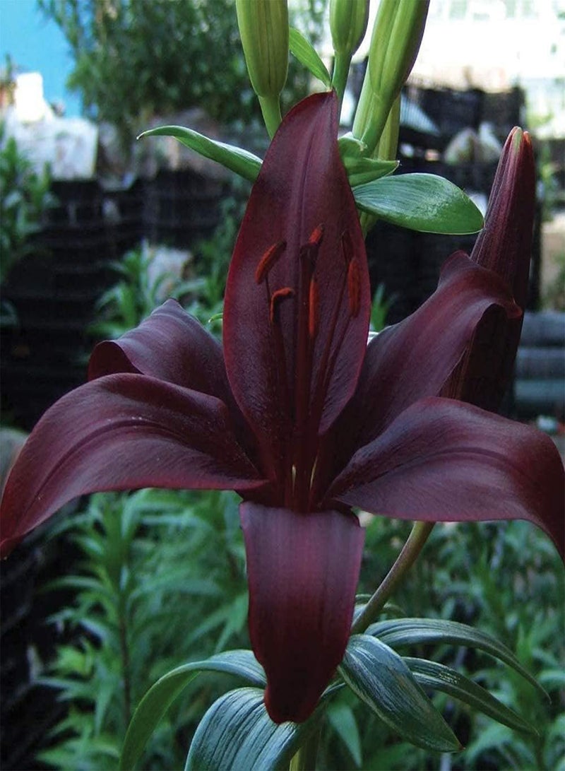 GGOOT 3pcs Lily seeds for Home Outdoor Planting Wine Red Lily Elegant Beautiful Fragrance Pleasant Easy to Care Entry-Level Variety Garden Flowers - Image 2