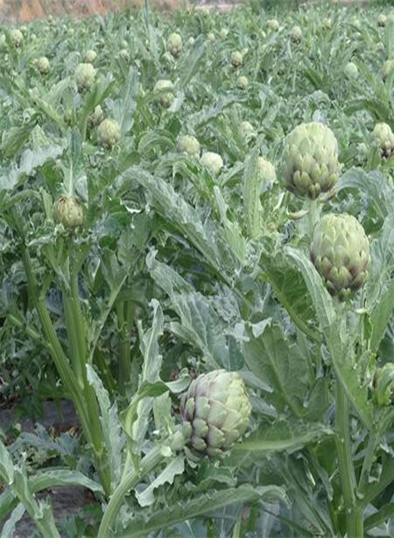 جي جوت 100 قطعة/كيس من بذور الخرشوف عالية الإنبات، غير معدلة وراثيًا، بذور الخرشوف الكبيرة اللذيذة من Green Earth للزراعة - Image 5