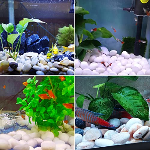 SHIZWU 5LB Polished White River Rocks for Plants,1-2.2 Inch Polished Pebbles for Garden Decoration Stones for Landscaping Aquarium Fish Tank Succulents - Image 4