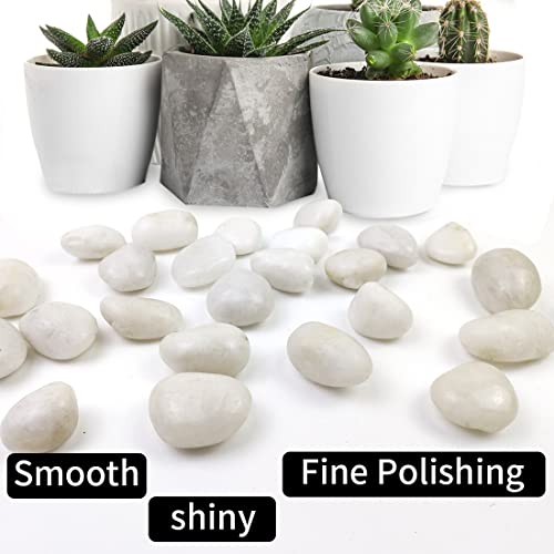 SHIZWU 5LB Polished White River Rocks for Plants,1-2.2 Inch Polished Pebbles for Garden Decoration Stones for Landscaping Aquarium Fish Tank Succulents - Image 3