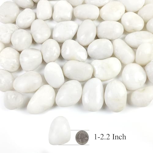 SHIZWU 5LB Polished White River Rocks for Plants,1-2.2 Inch Polished Pebbles for Garden Decoration Stones for Landscaping Aquarium Fish Tank Succulents - Image 2